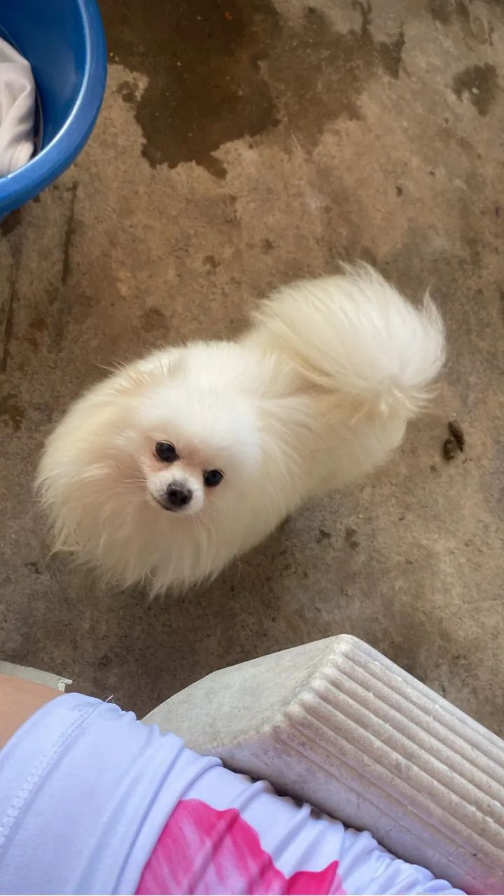 Spitz alemão (Lulu) cobertura 