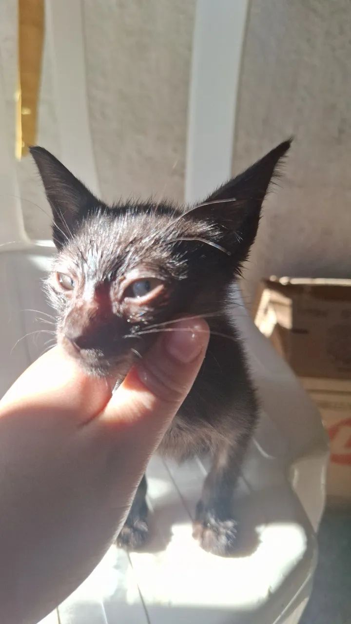 Gato filhote macho - Foto 2