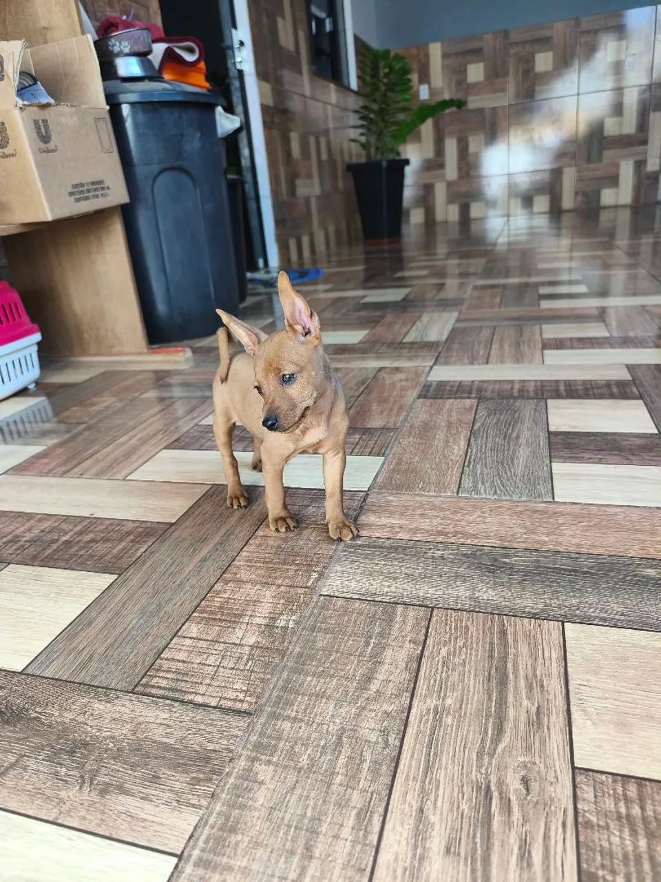 Pinscher miniatura  - Foto 3