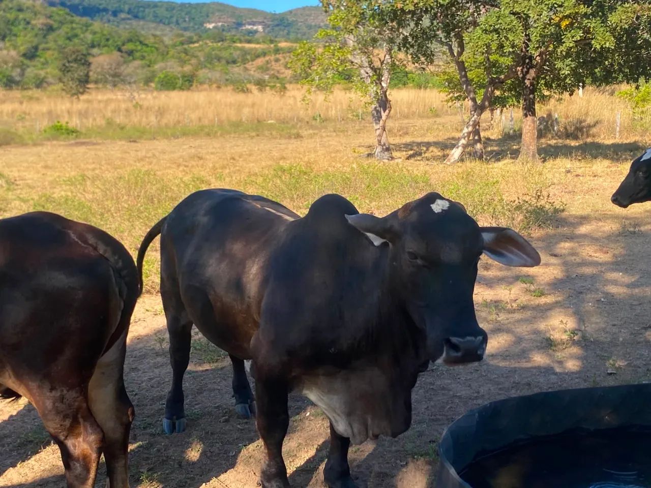 Vaca pequena 