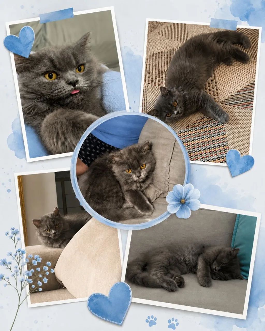 Gato persa macho 