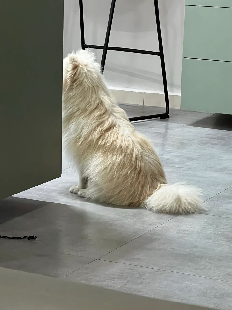 Spitz alemão - Foto 3