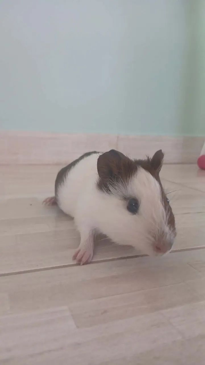 Porquinhos da Índia em Araruama  - Foto 5