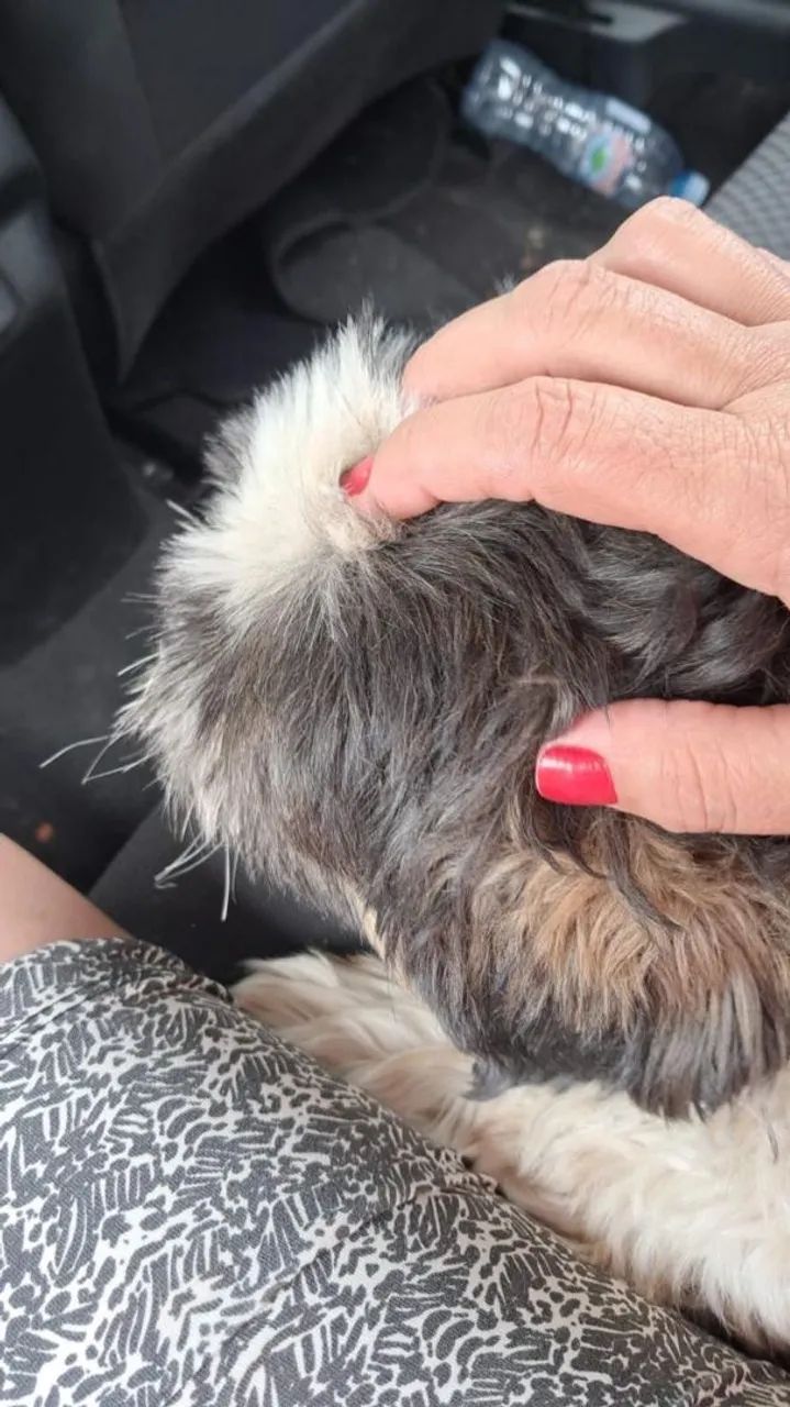 Doação de Cachorro Macho Lhasa Apso - Foto 4