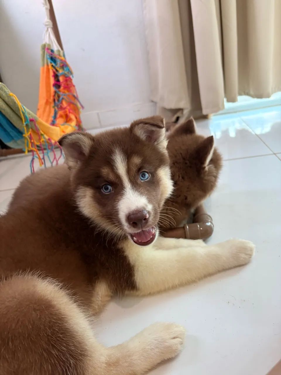 Husky siberiano  - Foto 4