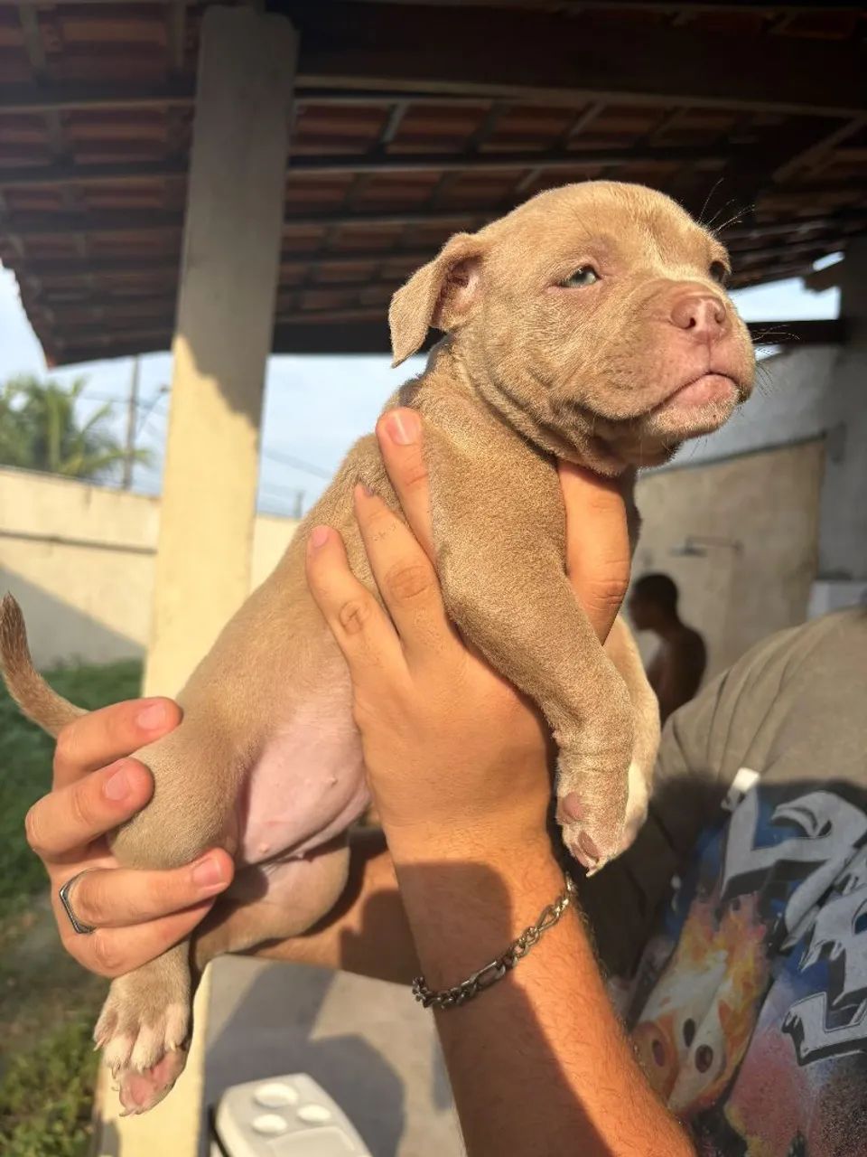 American Bully exotic - Foto 4