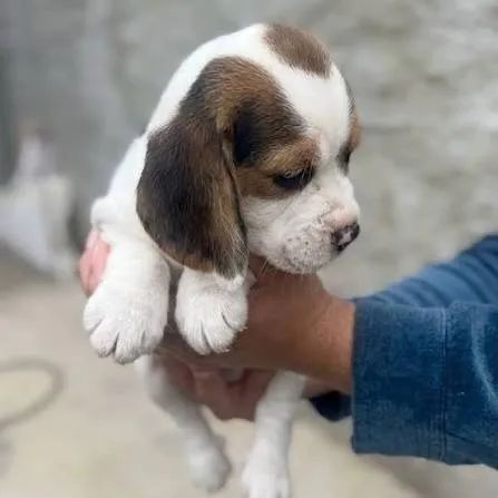 Beagle filhotes 