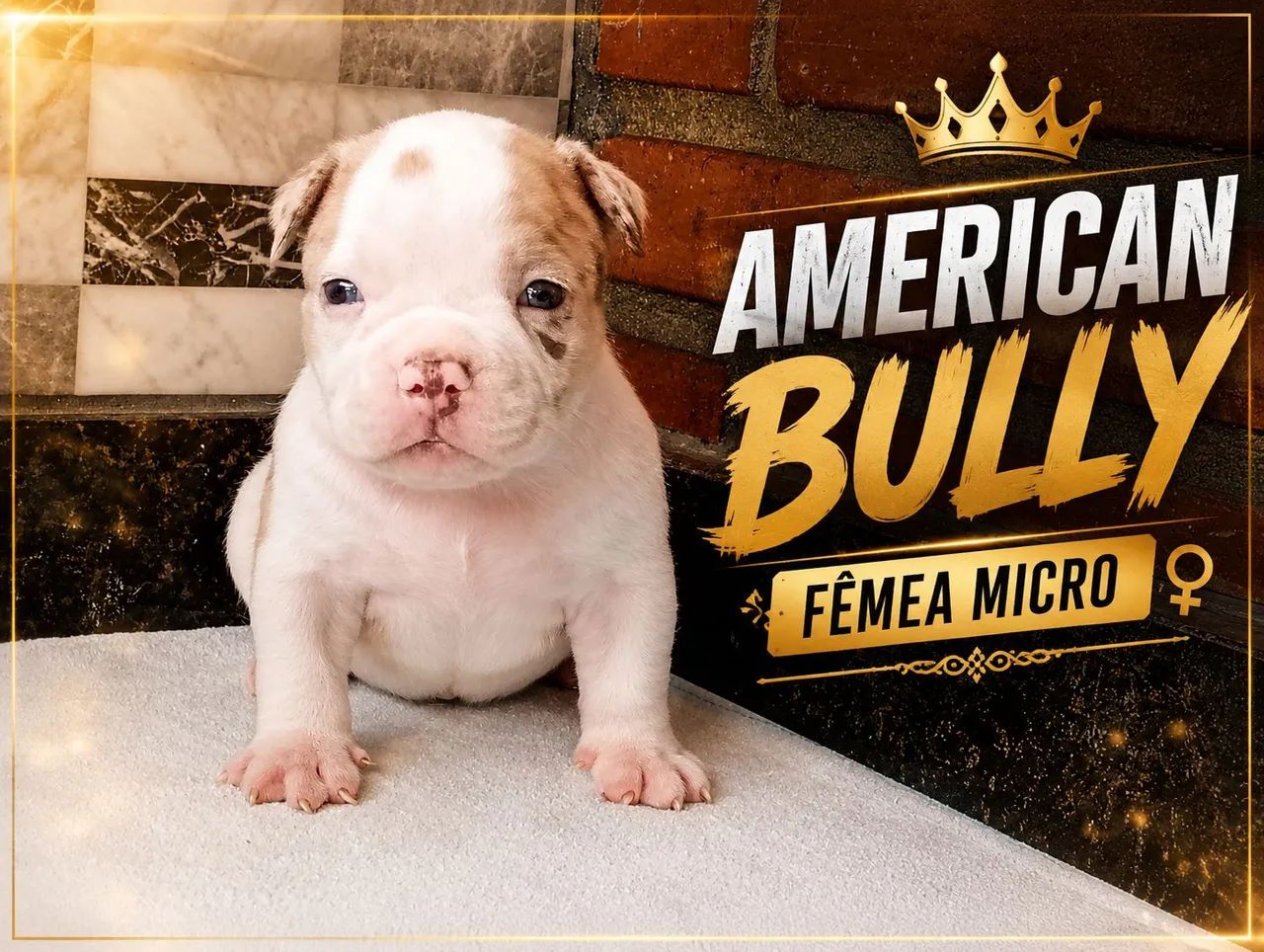 Filhotes American bully  - Foto 2