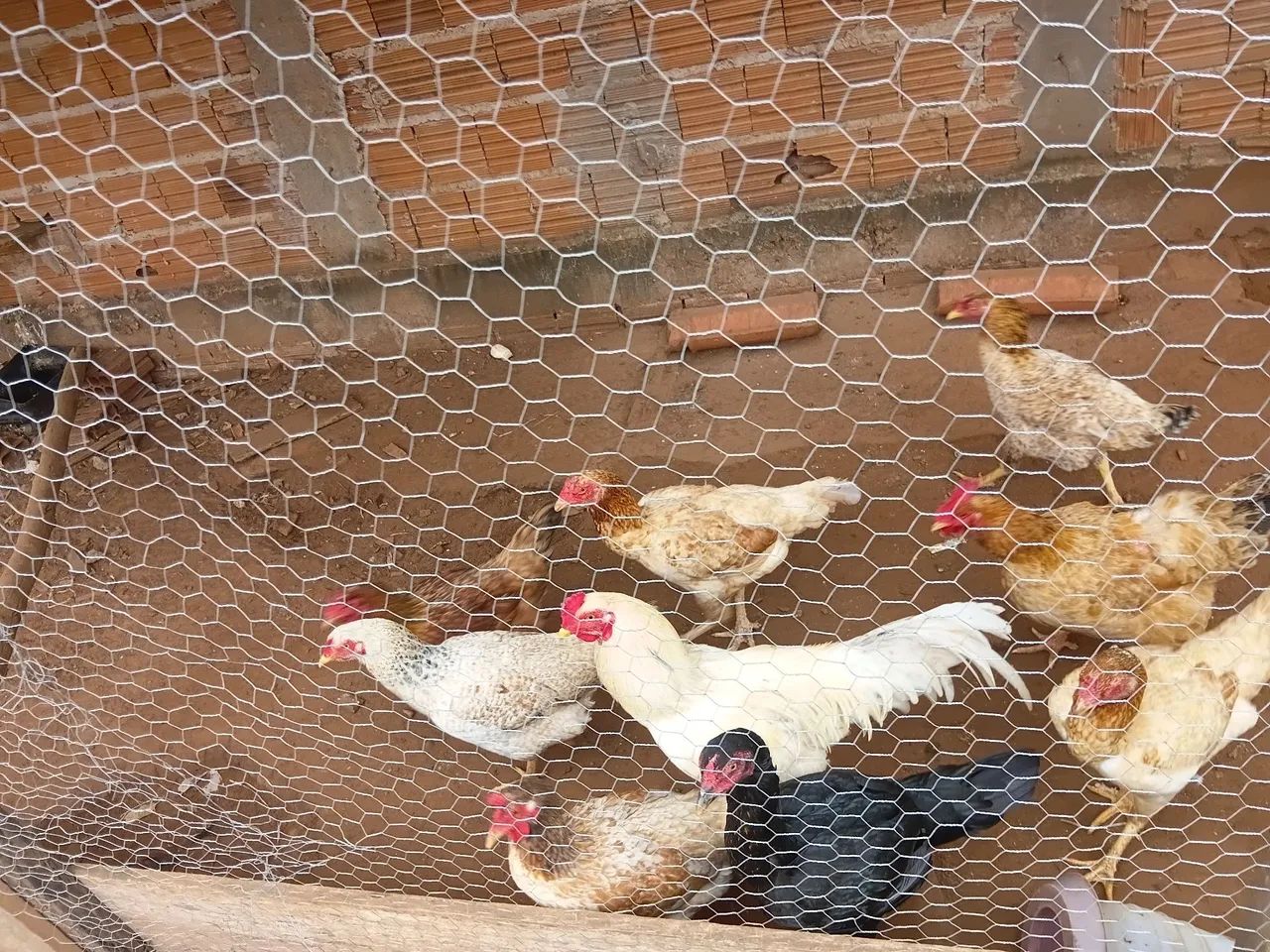 Galos e galinhas 