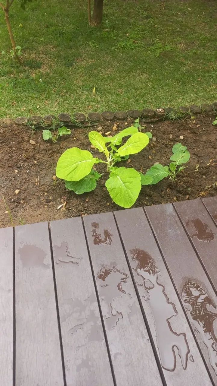 Jardineiro  - Foto 4