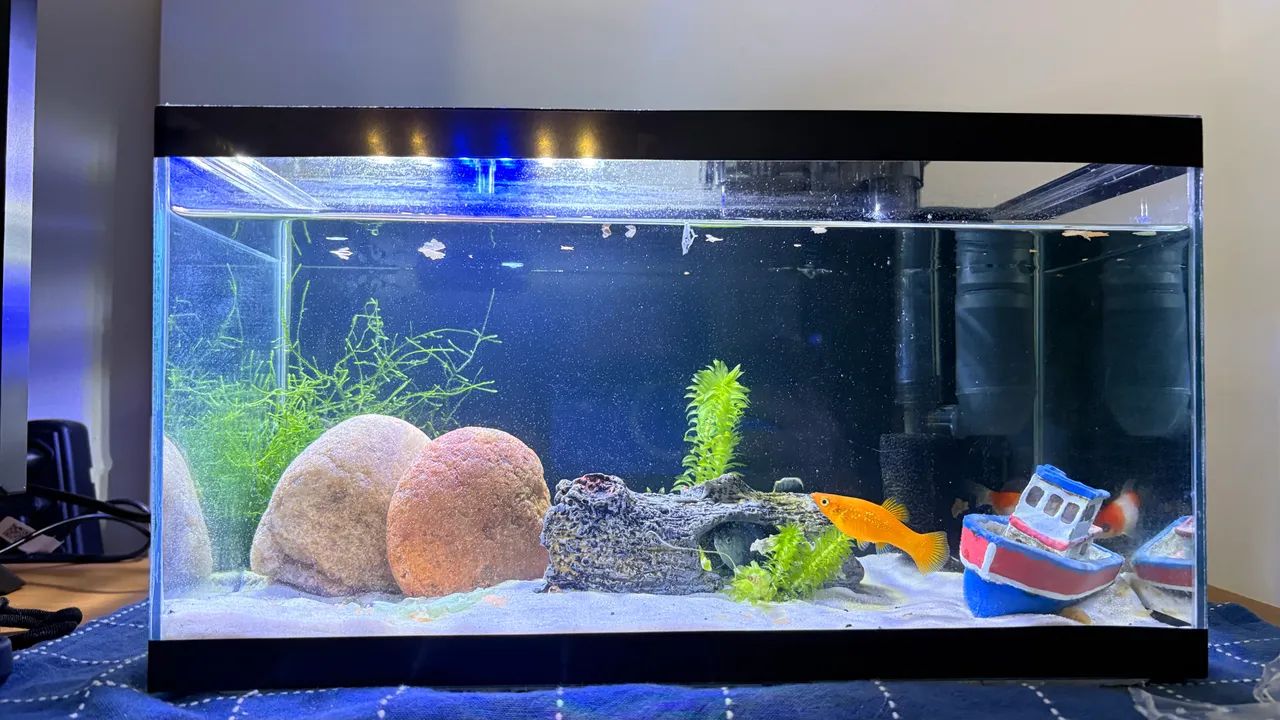 Aquário 20L - Foto 3