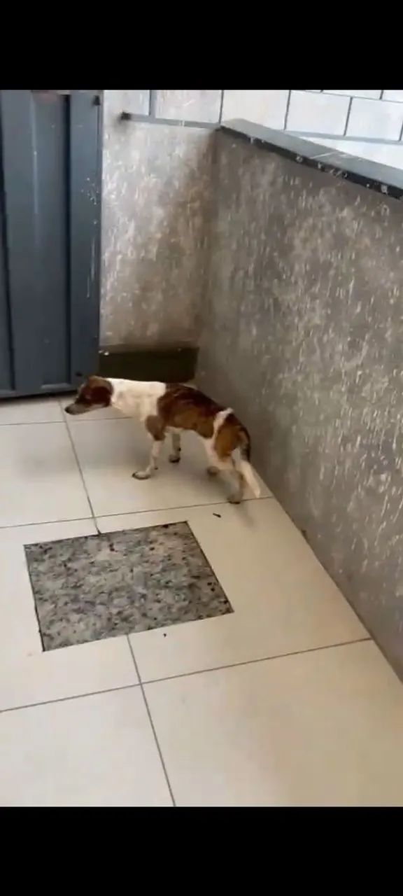 Doação Responsável  - Foto 3
