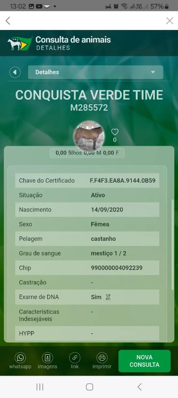 Égua Quarto de milha registrada 