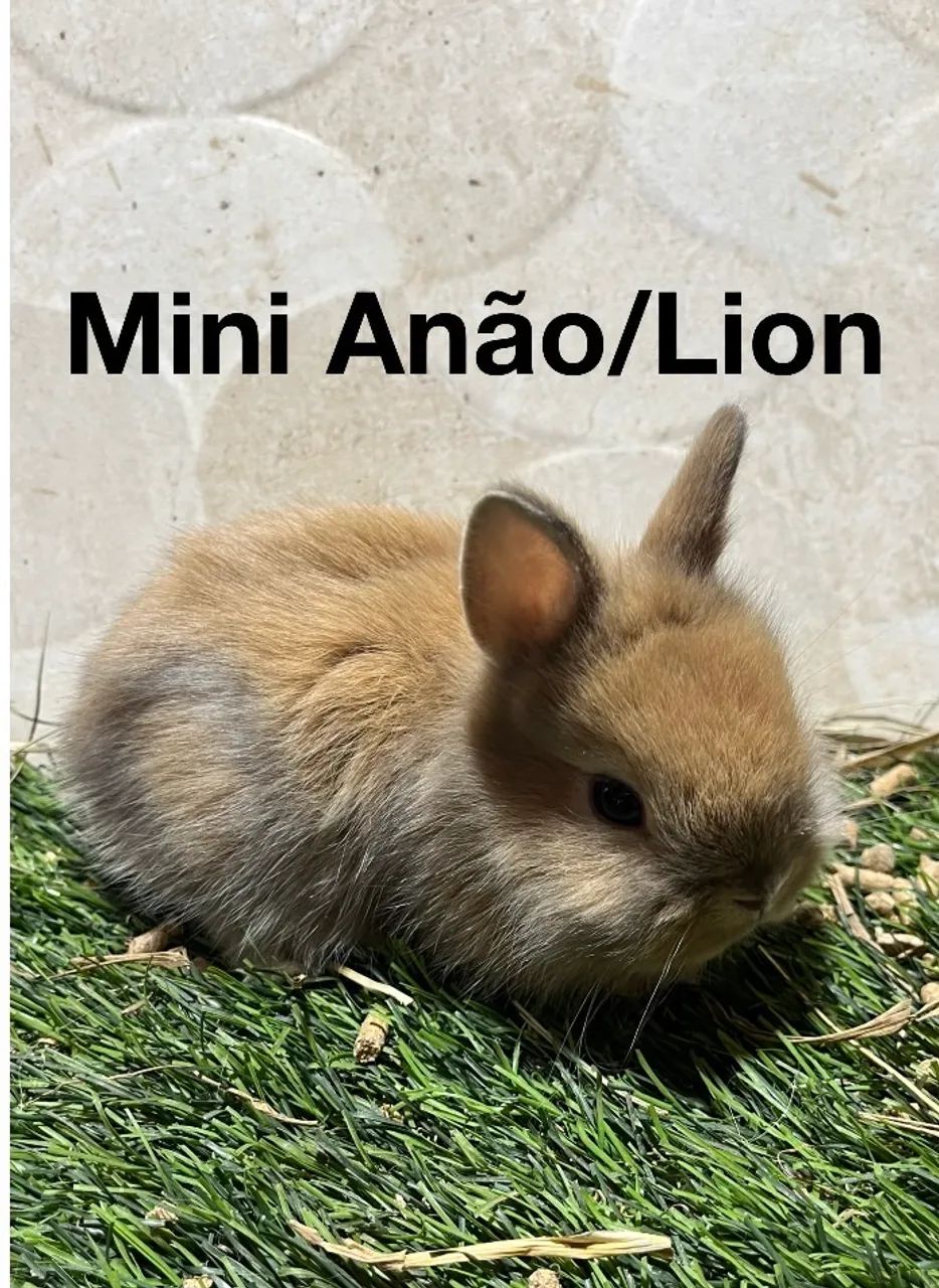 Mini Lion e mini anão 