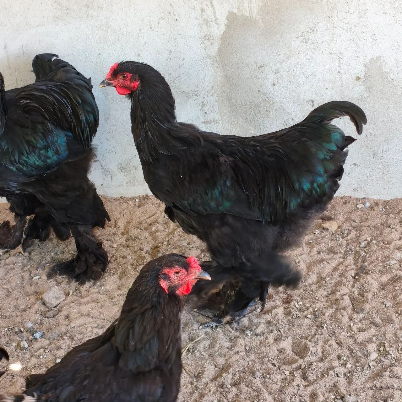 Galo, Frango Brahma  - Foto 4
