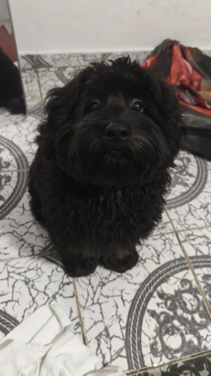 Cachorro  - Foto 2