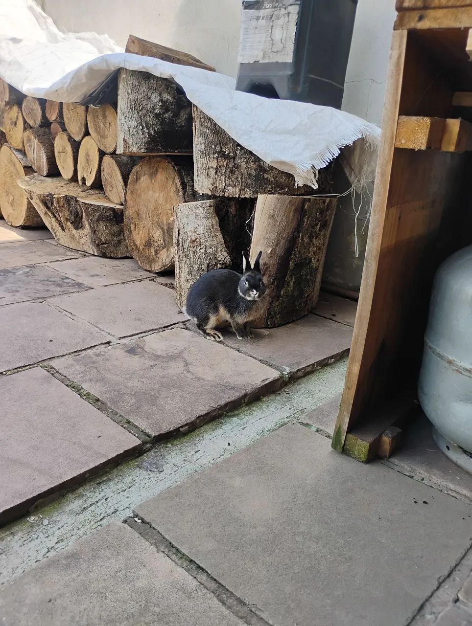 Mini coelha Netherland Dwarf - Foto 3