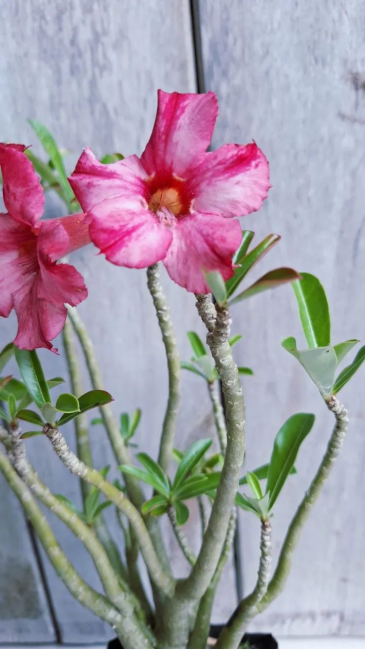 Rosas do deserto variadas - Foto 4