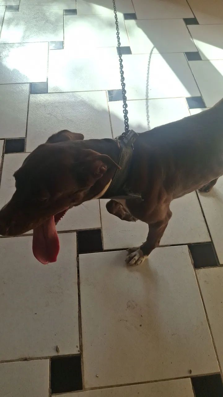 Vendo cachorro. - Foto 5