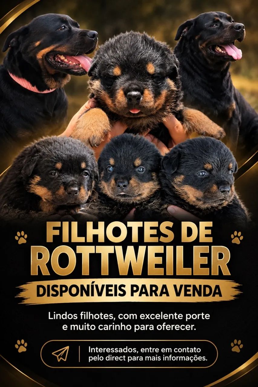 Filhotes de Rottweilers 
