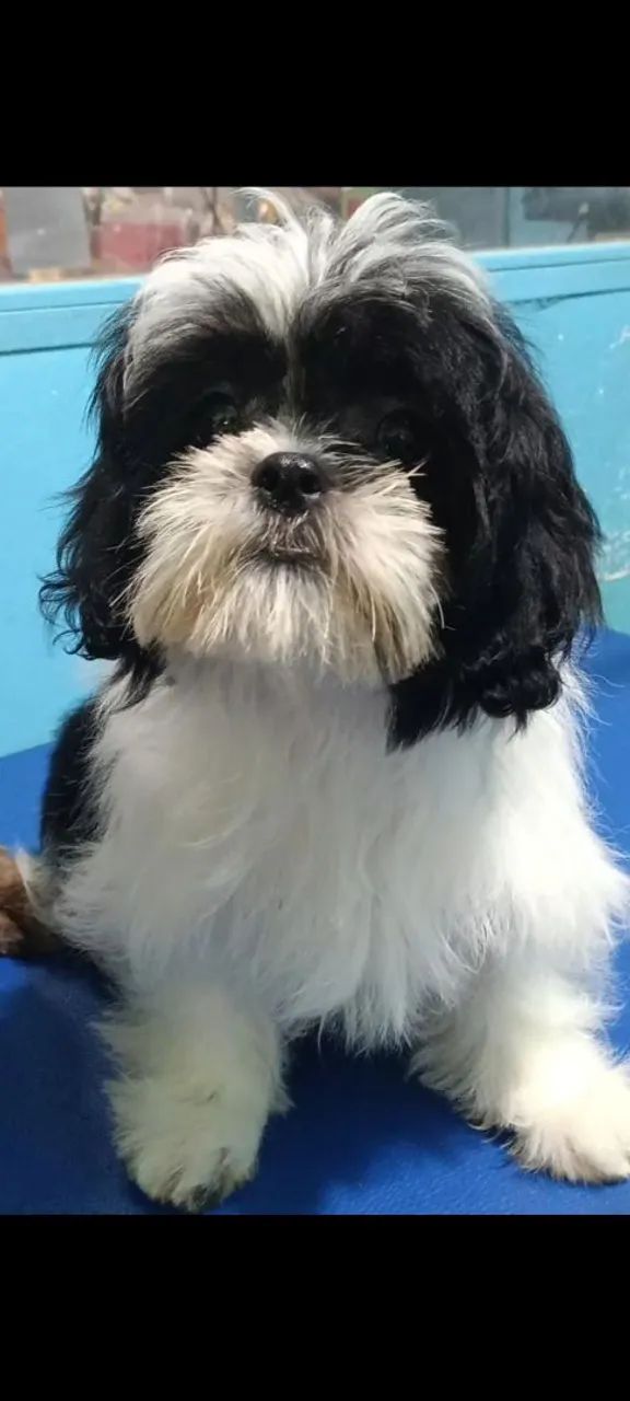 Shitzu mini  - Foto 2