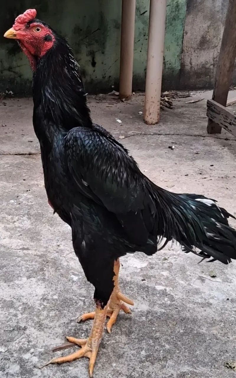 Galo Índio 
