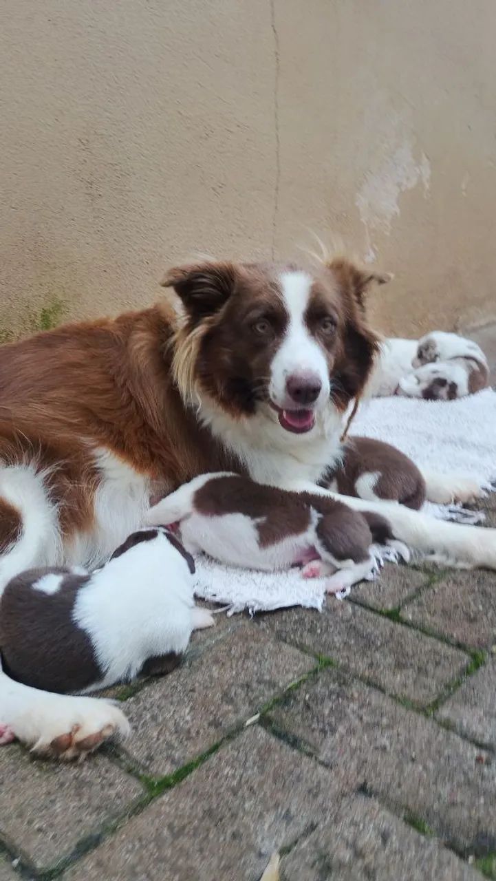 Filhotes de border collie.