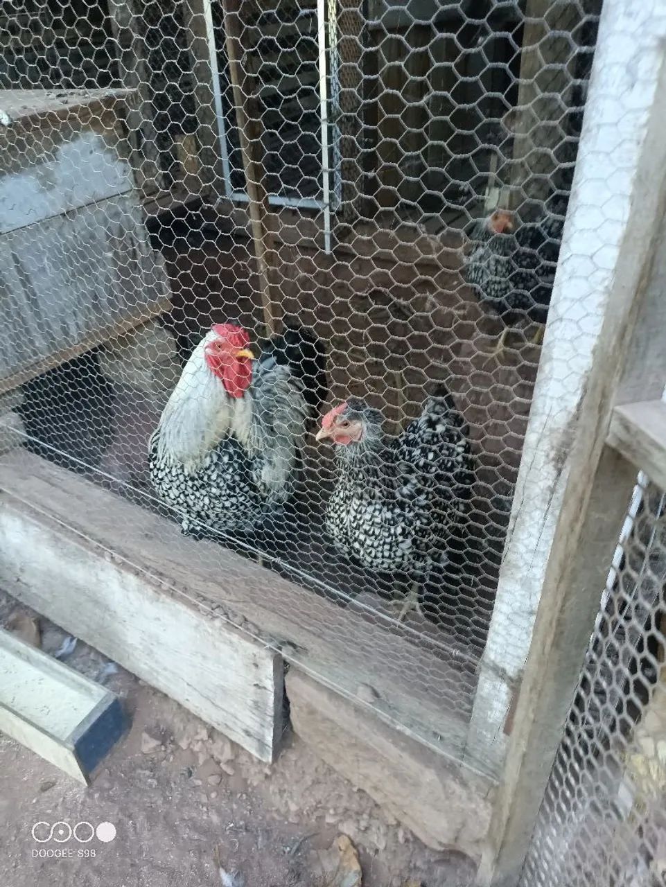 Galos, galinhas, frangos, pintinhos  - Foto 2