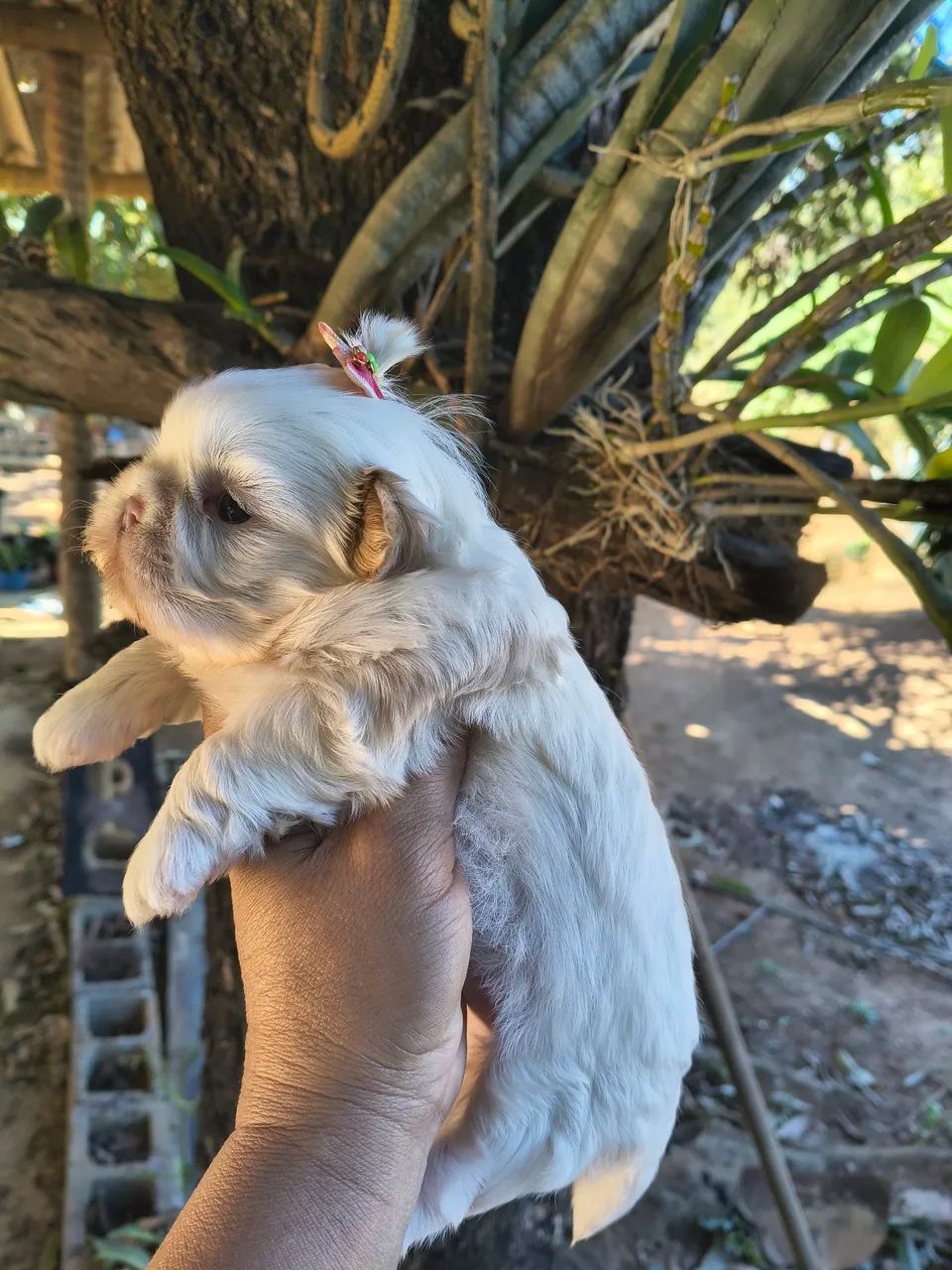 Animais  - Foto 5