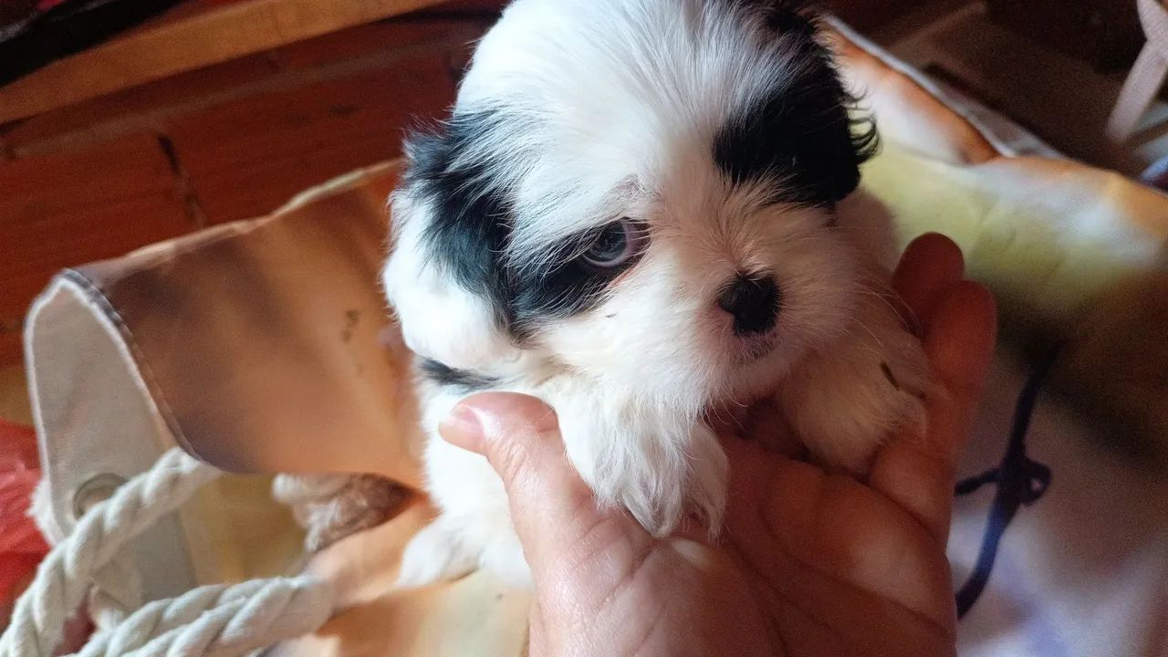 Pet - Foto 2