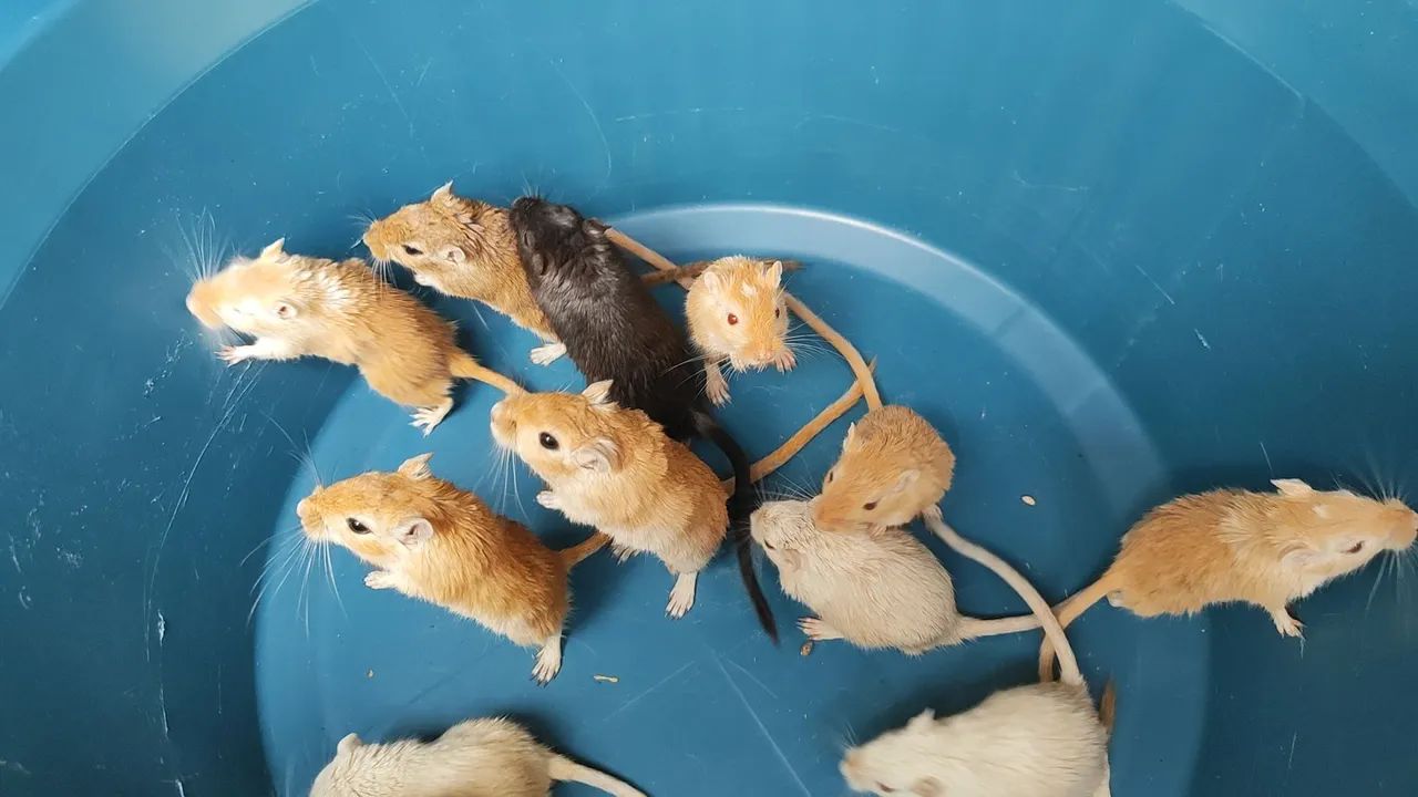 Gerbil65579533497218122