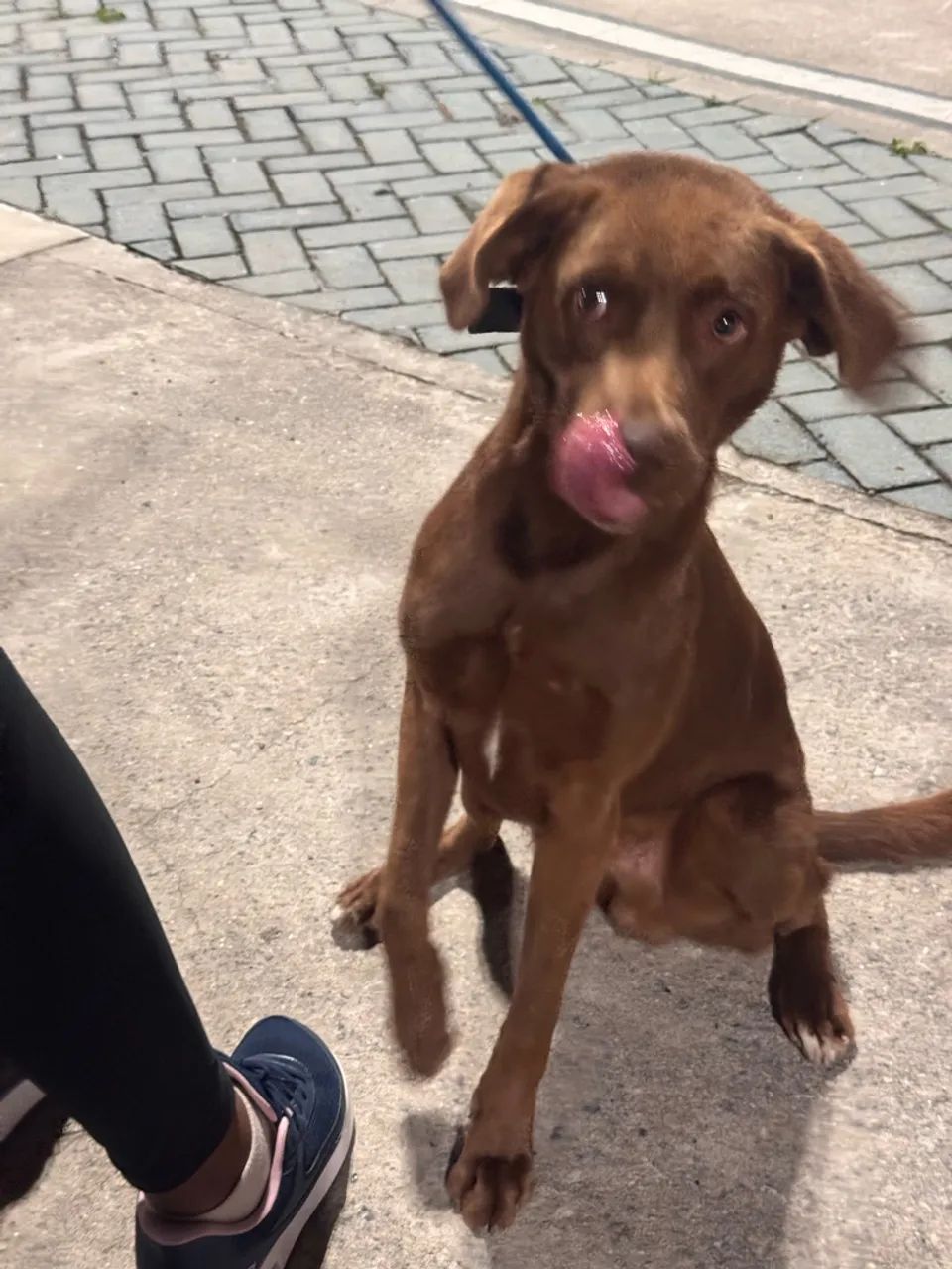 Adoção de cachorro, SRD, pai vira lata e mãe labrador. - Foto 4
