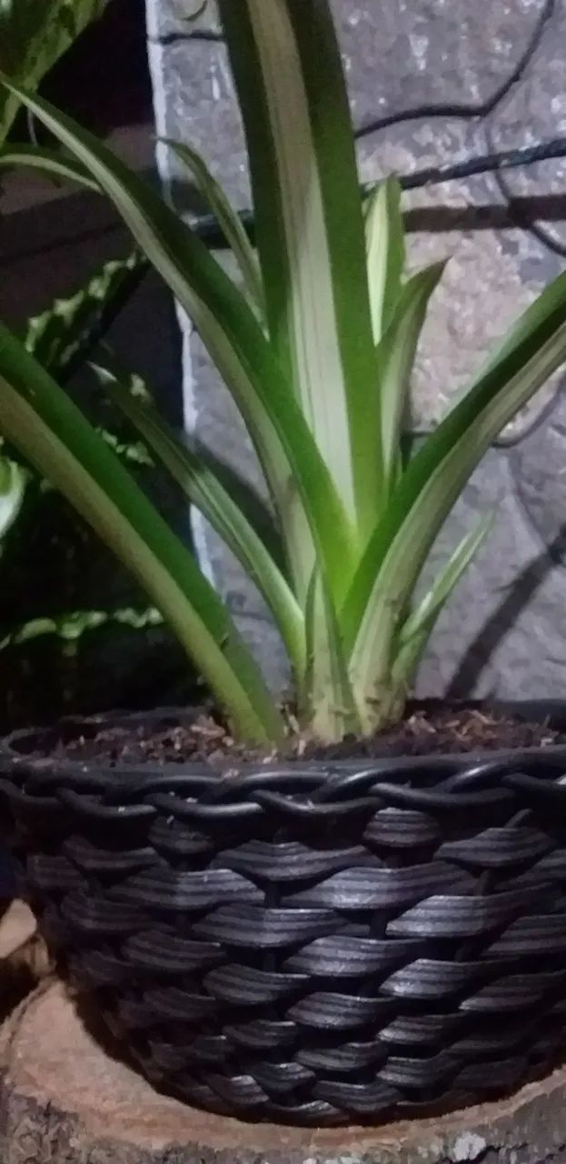 Bromélia Guzmania