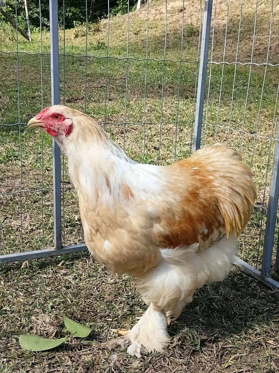 Galo brahma isabela e lemon
