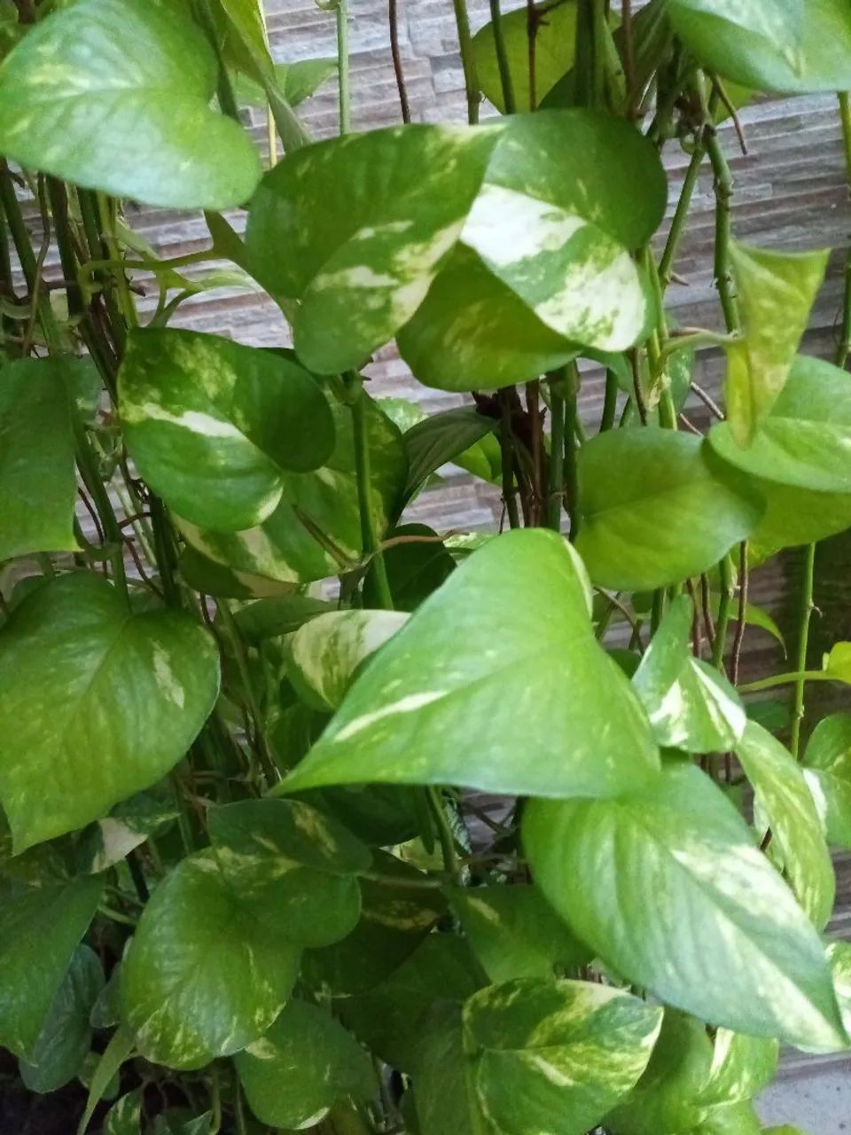 Planta - Foto 2