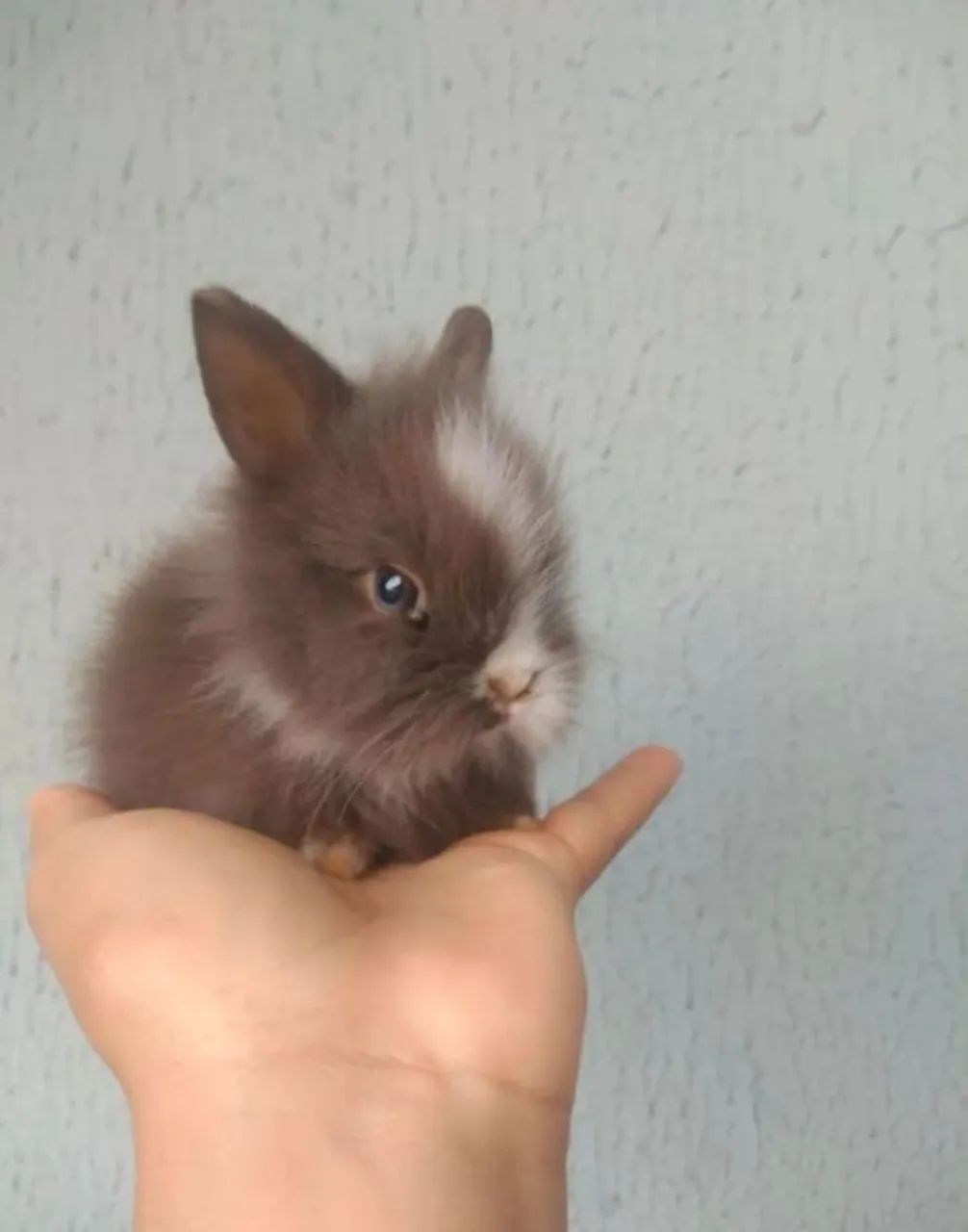 COELHO MINI LION - Foto 4