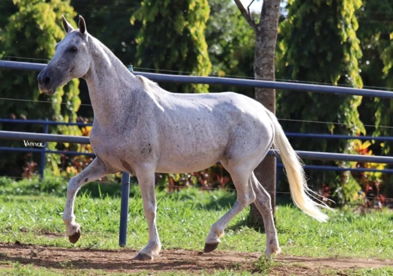 Égua mangalarga marchador  - Foto 2