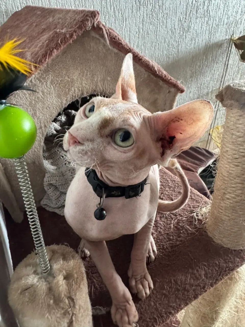 Sphynx Macho - Foto 4