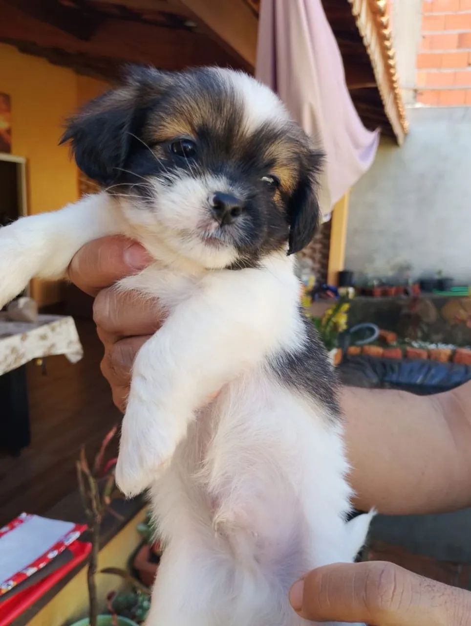 Cachorro Shitzu - Foto 2