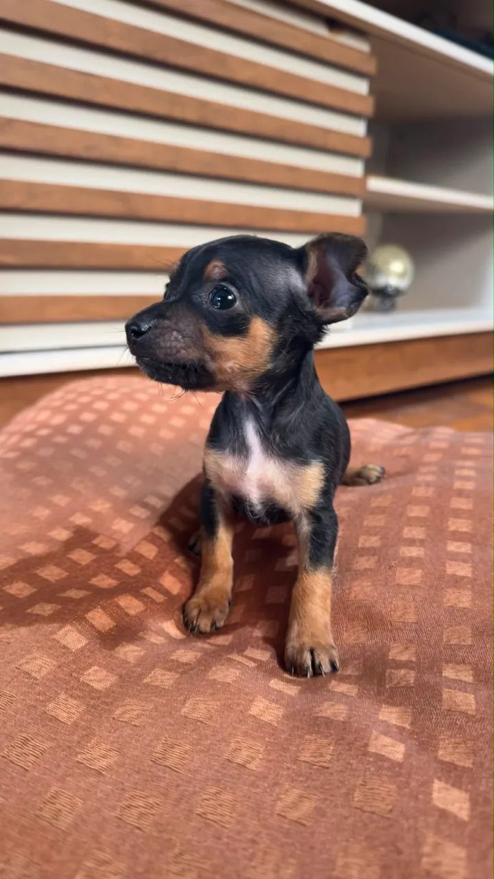 Pinscher zero - Foto 3