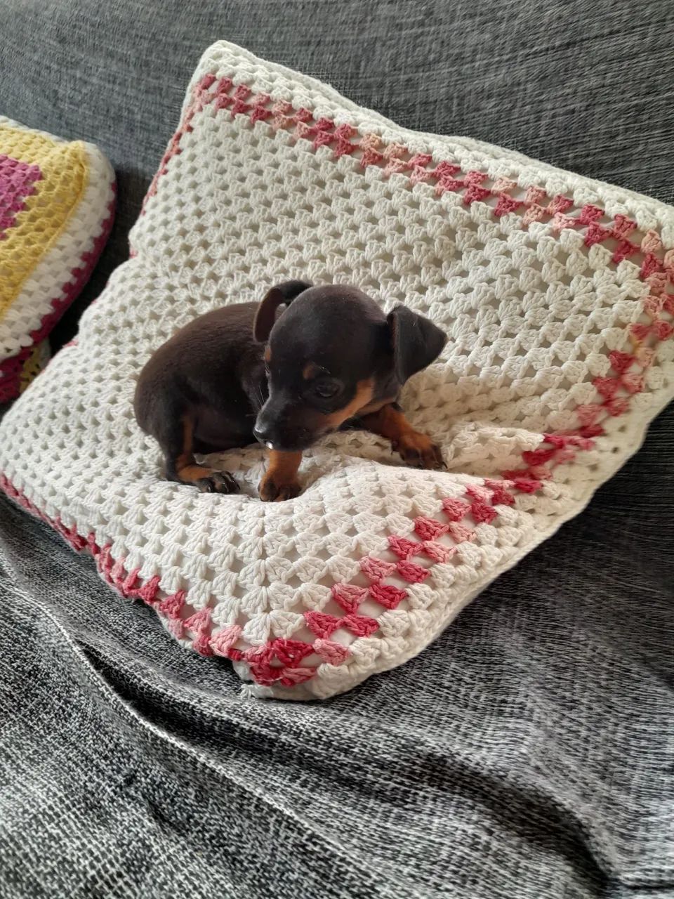 Filhote de pinscher  - Foto 5