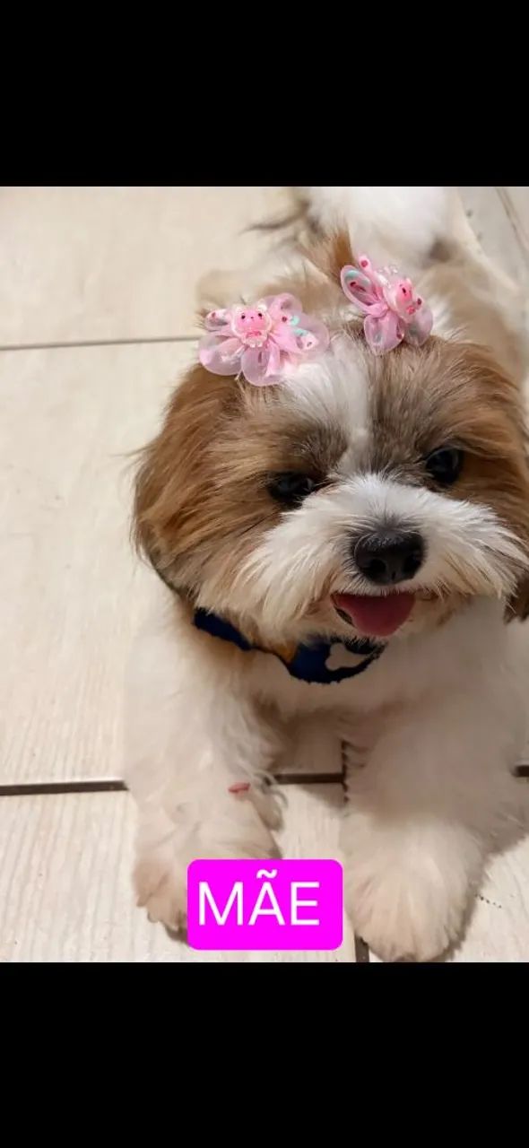 Cachorro - Foto 2