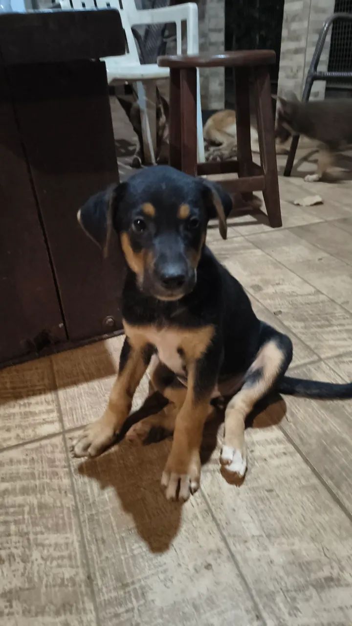 FILHOTE rottweiler fêmea e macho - Foto 3