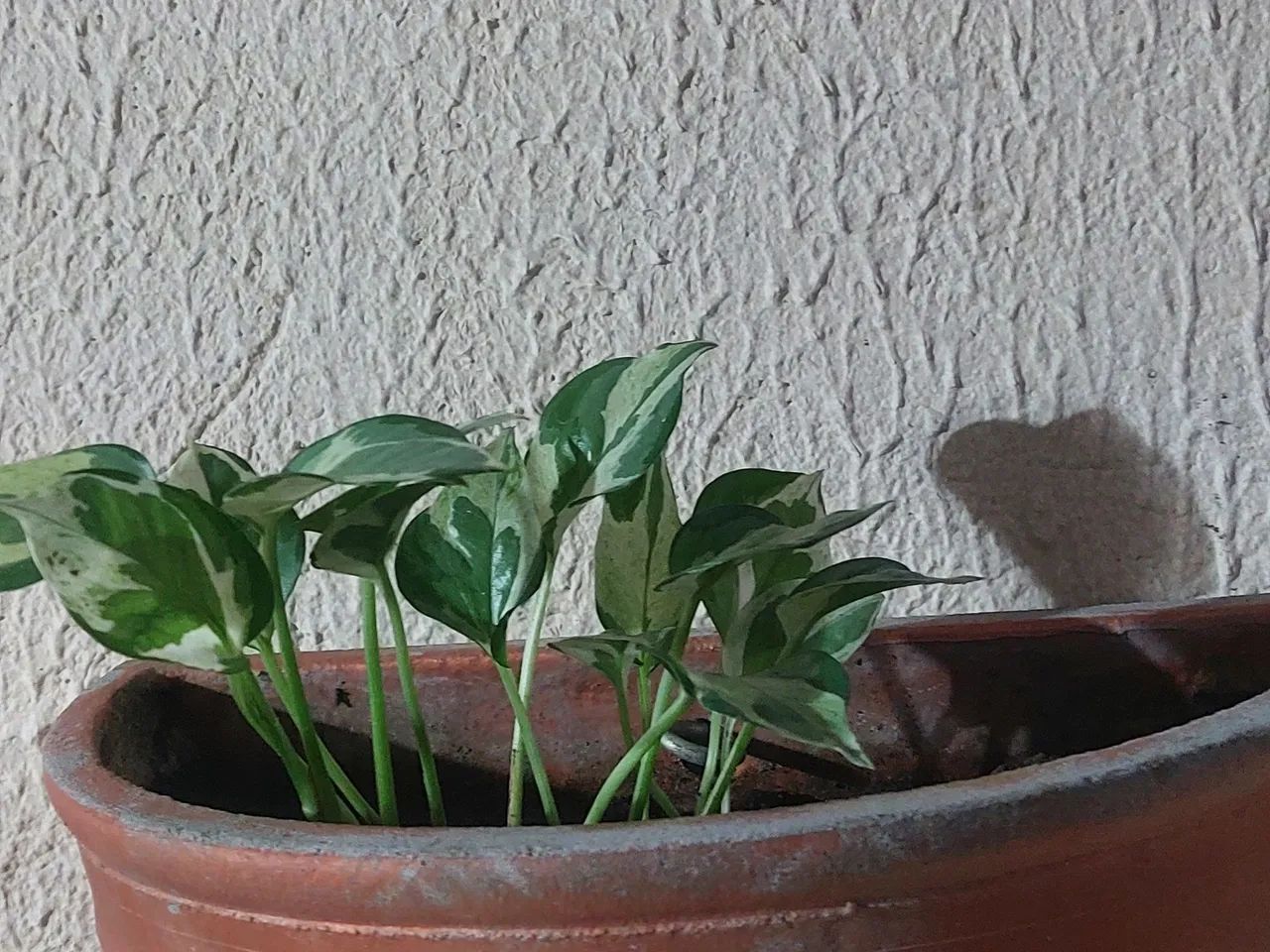 Plantas - Foto 5