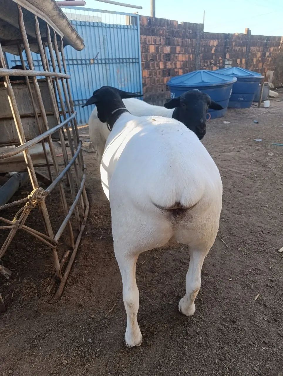 OVELHAS DA RAÇA DORPER