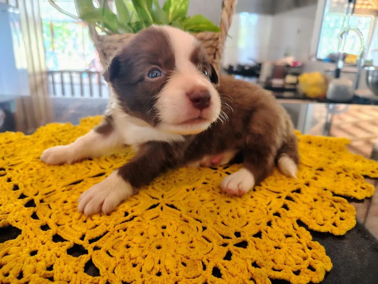 Filhote de Border Collie com Pedigree CBKC  - Foto 2