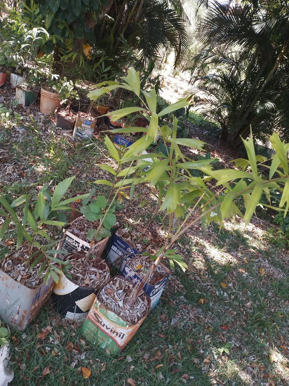 Mudas de plantas - Foto 4