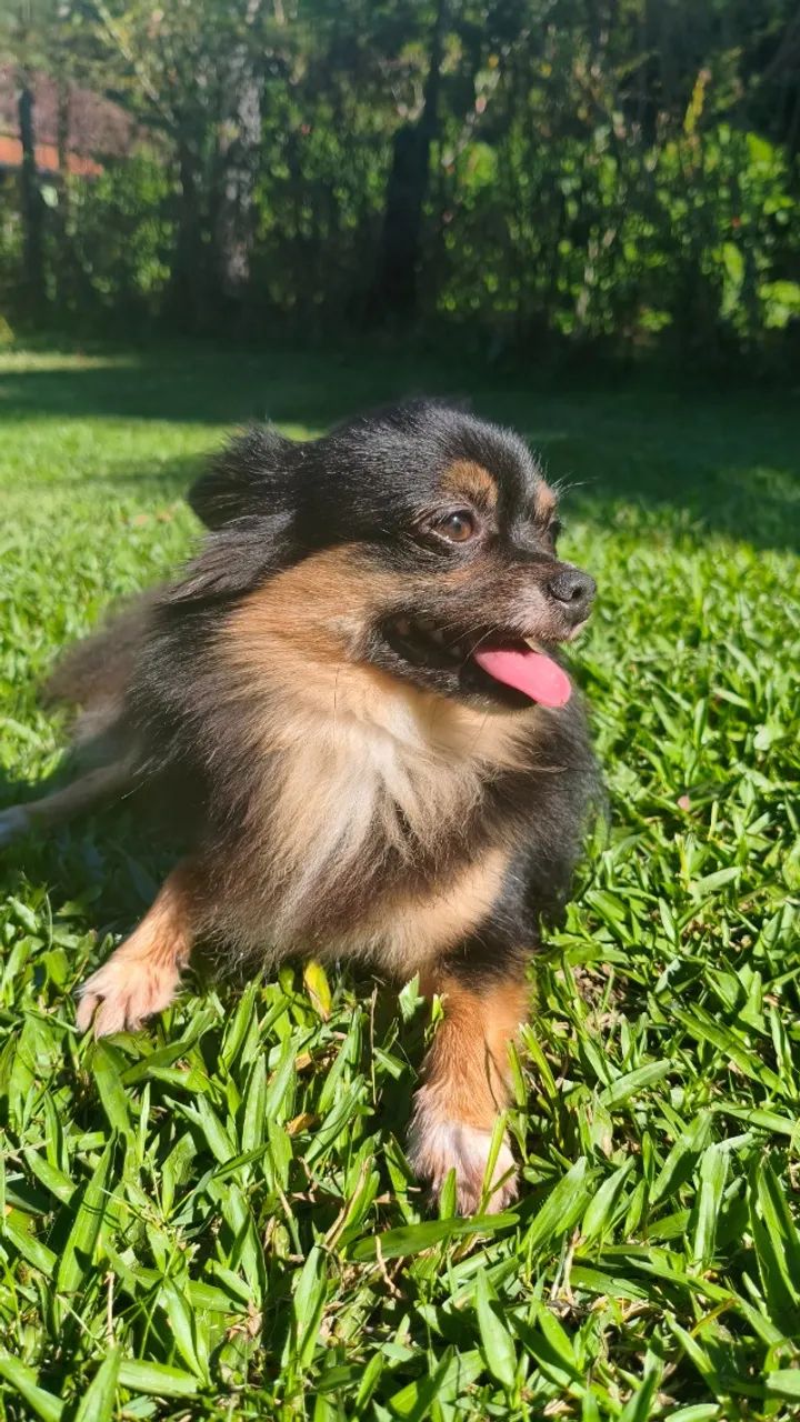 Namorada para Chihuahua  - Foto 3