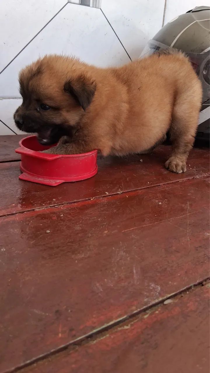 Chow chow - Foto 4