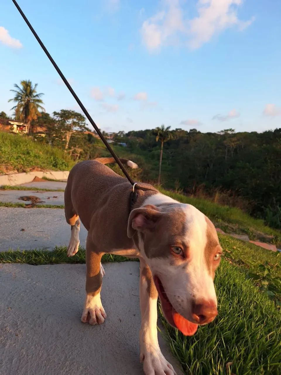 Filhote de Pitbull 